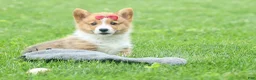 Welsh Corgi Pembroke dogs for sale: Legend  - Ad 2