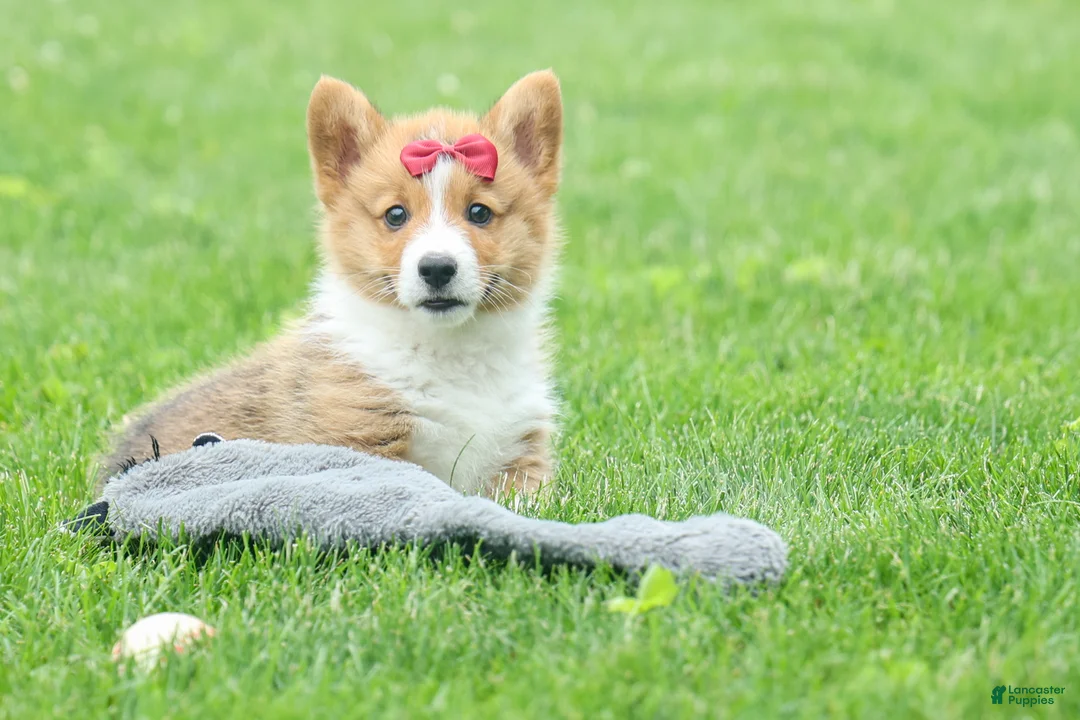 Welsh Corgi Pembroke dogs for sale: Legend  - Ad 2