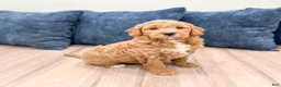Mini Goldendoodle dogs for sale: Angie - Ad 2