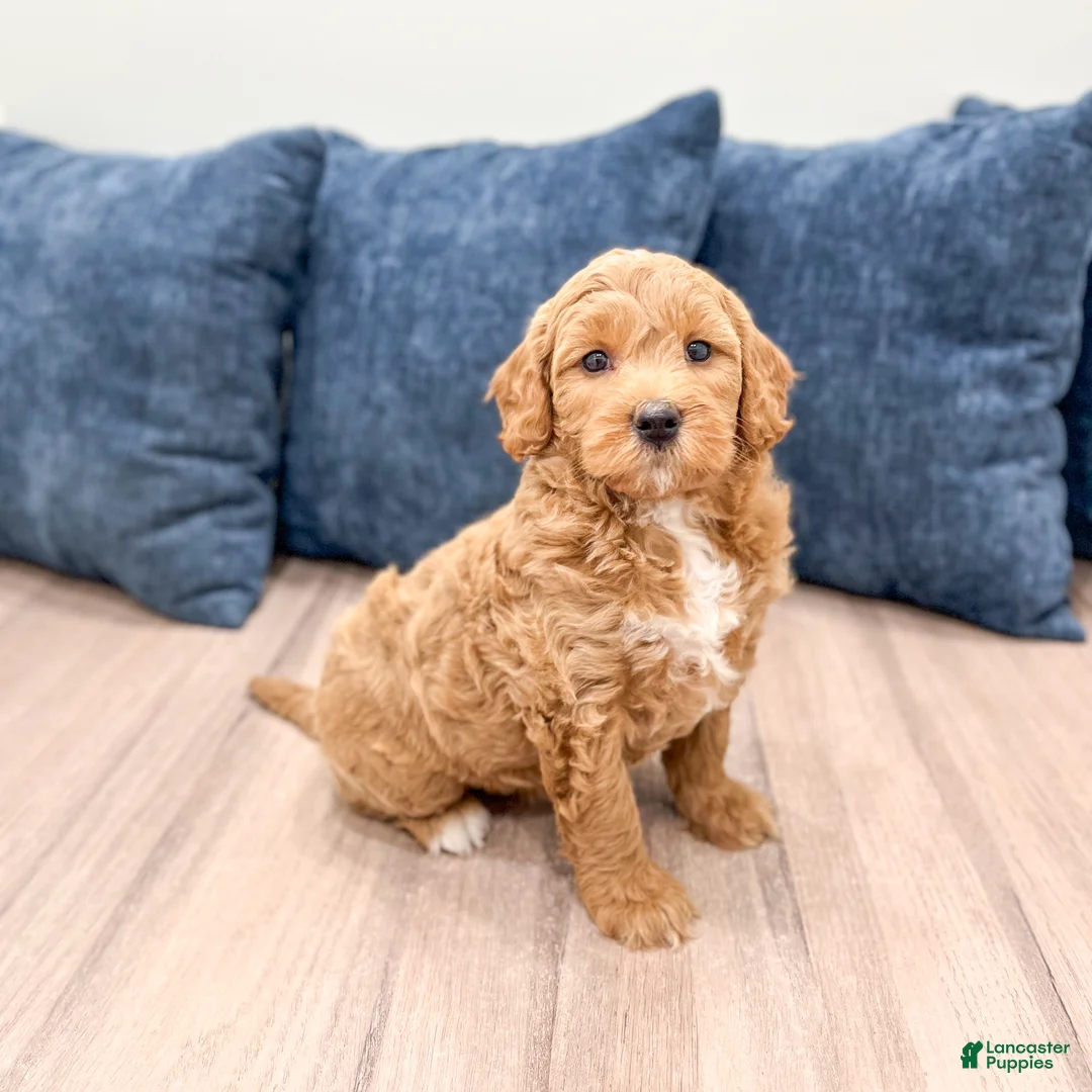 Mini Goldendoodle dogs for sale: Angie - Ad 2