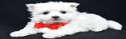 Maltese dogs for sale: Alexander - Ad 1