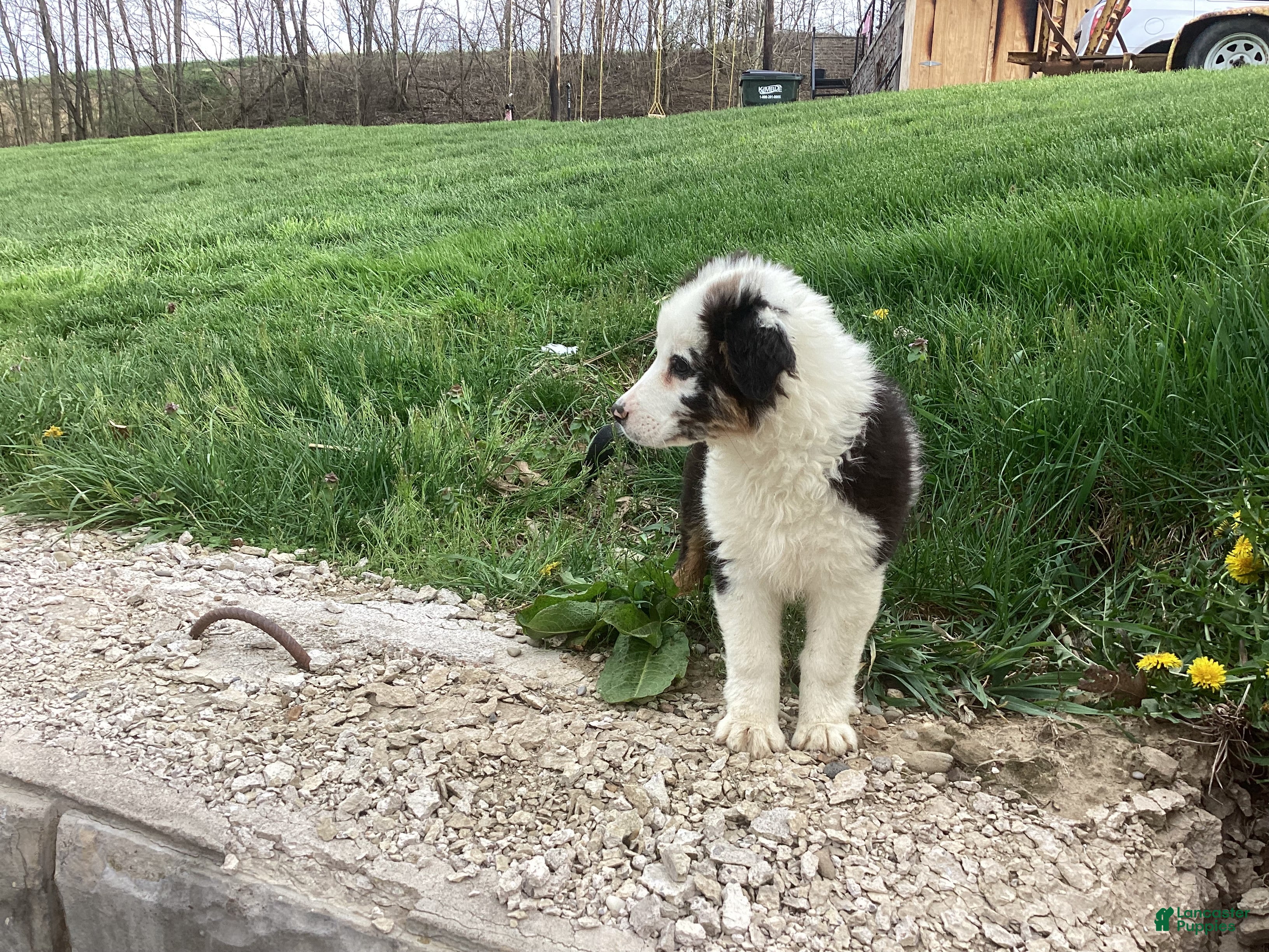 Australian Shepherd dogs Paxton - Ad 2