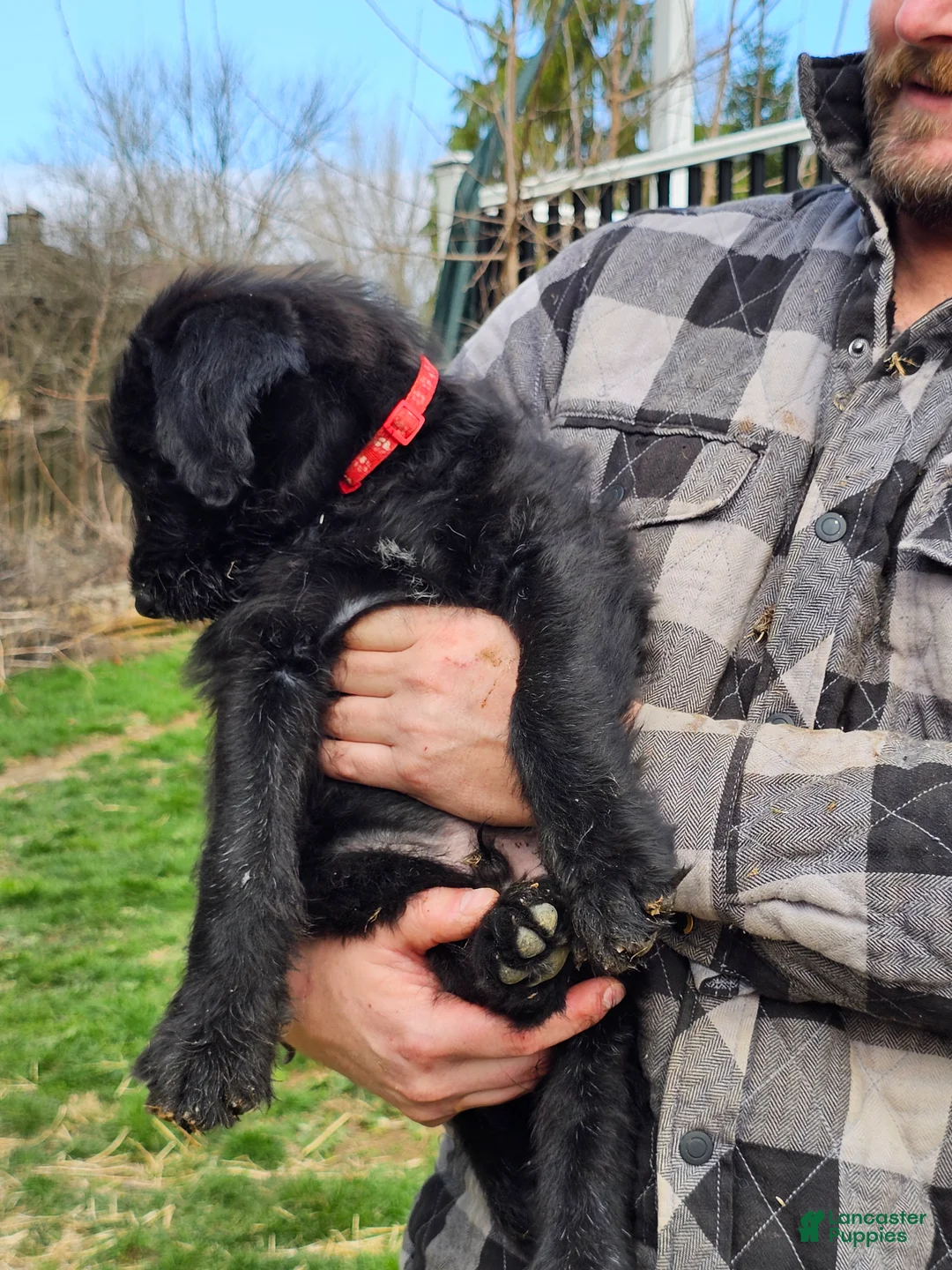 Mixed Breed dogs for sale: Mario - Ad 1