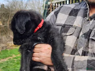 Mixed Breed dogs Mario - Ad 9