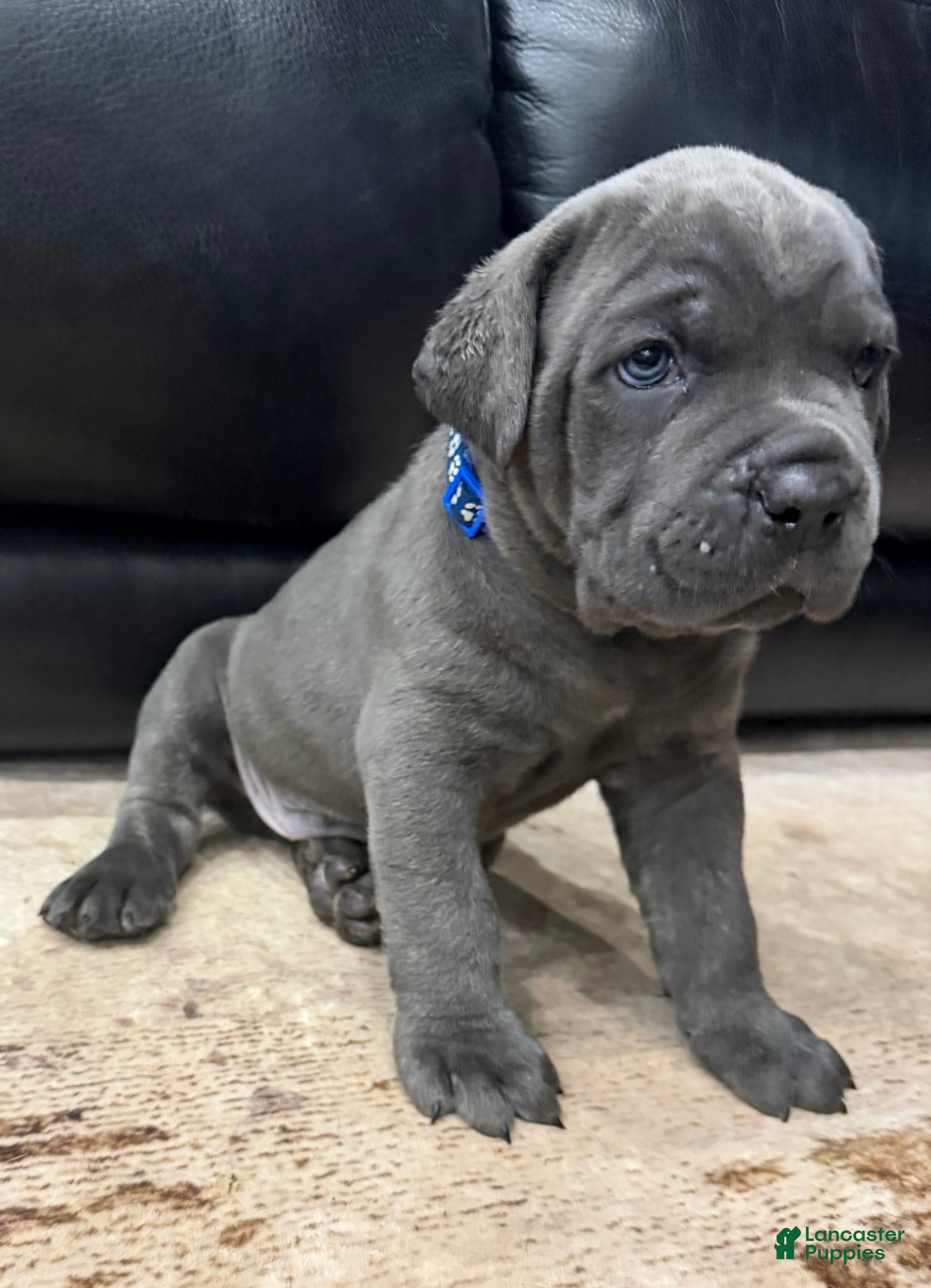 Cane Corso dogs Blue Collar  - Ad 1