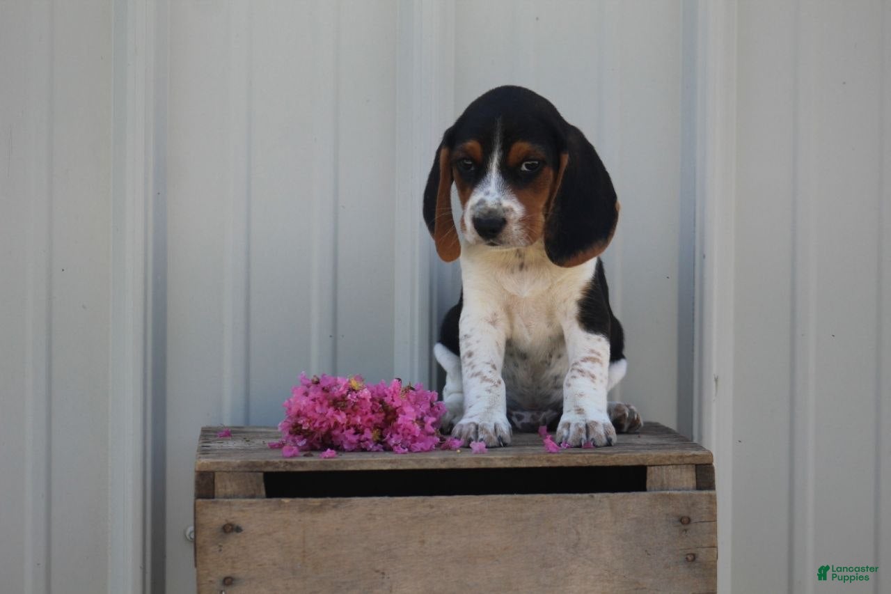 Beagle dogs for sale: Baxter - Ad 1
