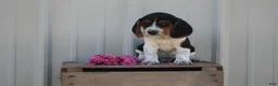 Beagle dogs for sale: Baxter - Ad 1