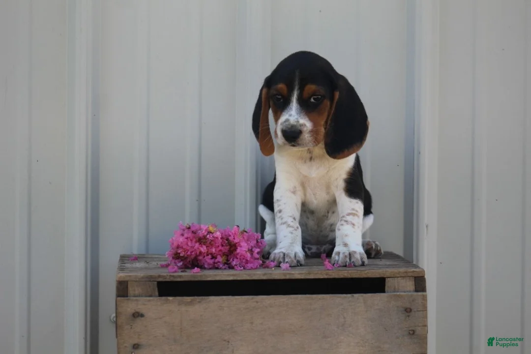 Beagle dogs for sale: Baxter - Ad 1