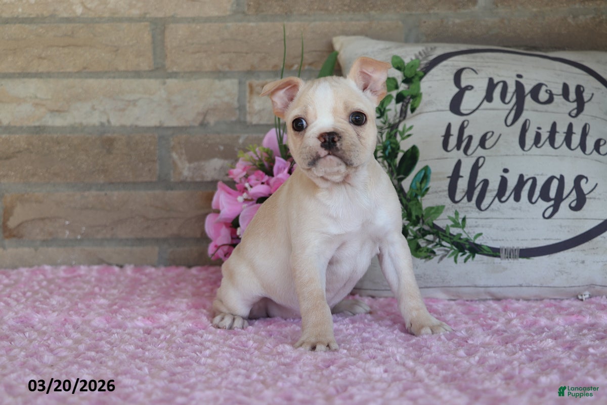 Frenchton dogs Lilac - Ad 2