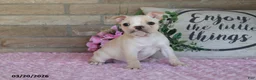 Frenchton dogs for sale: Lilac - Ad 2