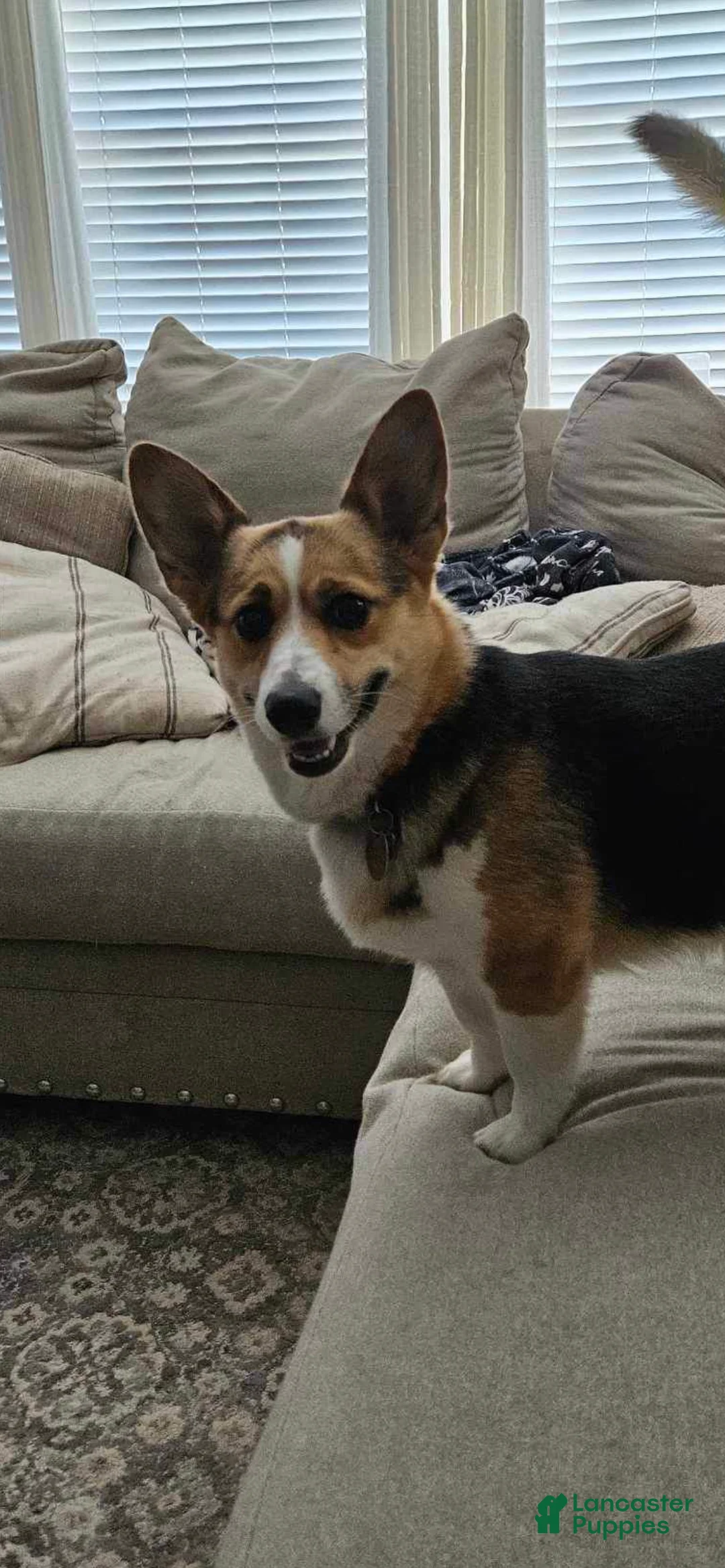 American Corgi dogs for sale: American Corgi Puppy 3 - Ad 1