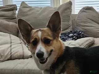 American Corgi dogs American Corgi Puppy 3 - Ad 4