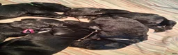 Giant Schnauzer dogs for sale: Brick  - Ad 4