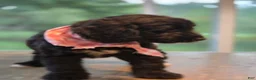 Goldendoodle dogs for sale: Sky - Ad 2