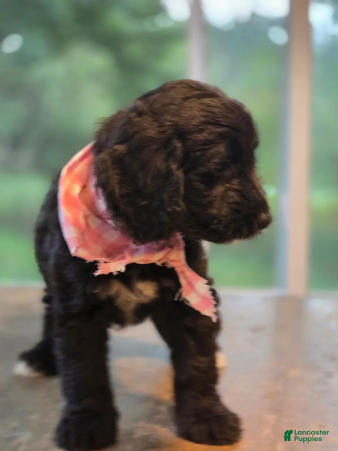 Goldendoodle dogs for sale: Sky - Ad 2