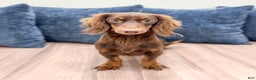 Miniature Dachshund dogs for sale: Snickers - Ad 6