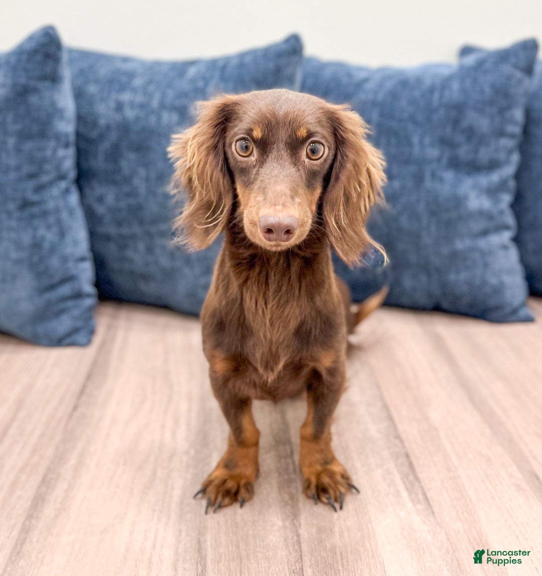 Miniature Dachshund dogs for sale: Snickers - Ad 6