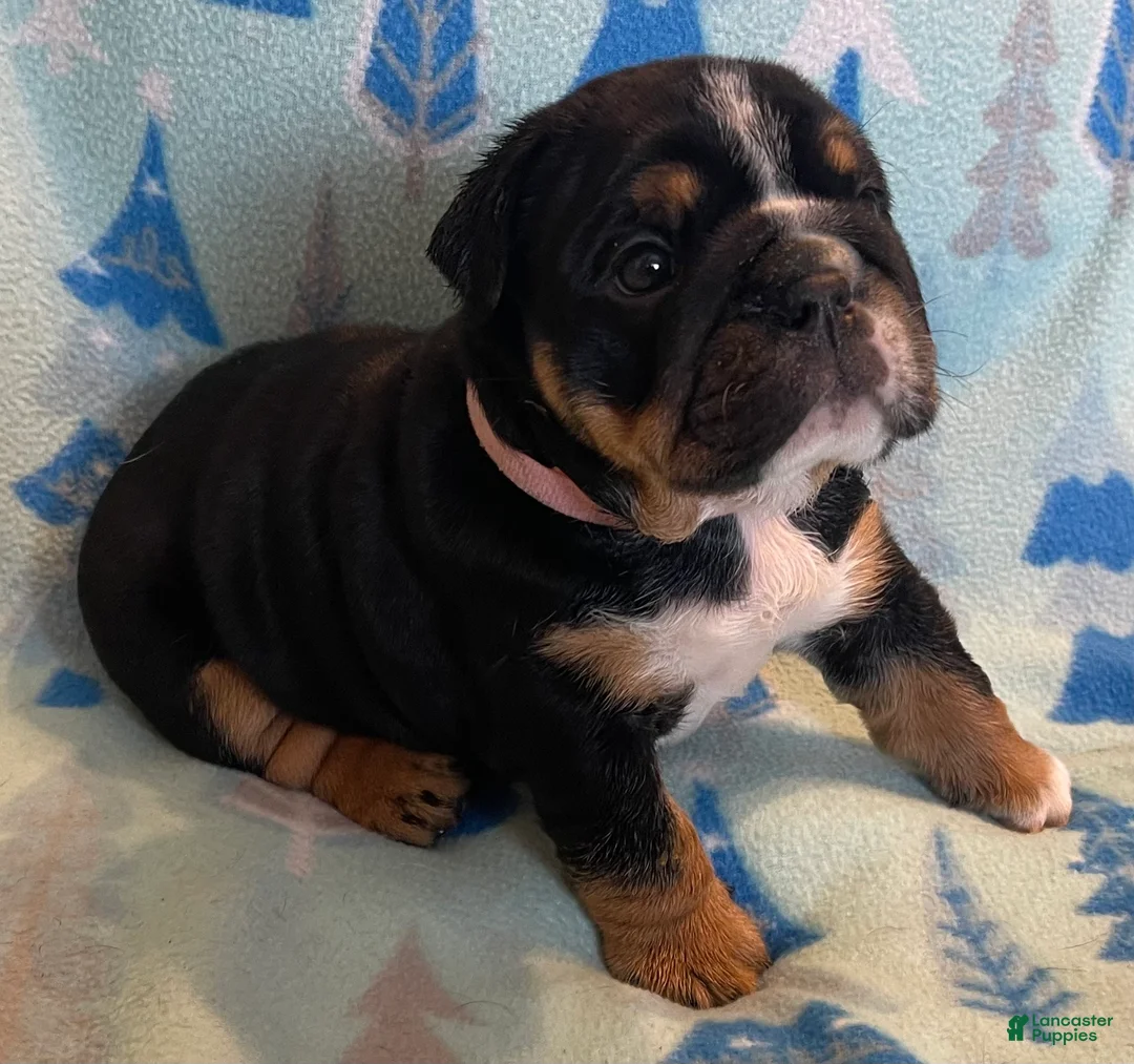 English Bulldog dogs for sale: Zoey - Ad 4