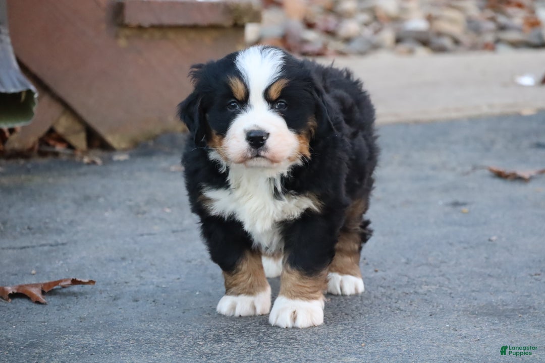 Bernese Mountain Dog dogs for sale: Bernese Mountain Dog Puppy 1 - Ad 3
