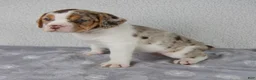 Beabull dogs for sale: Willow - Ad 4