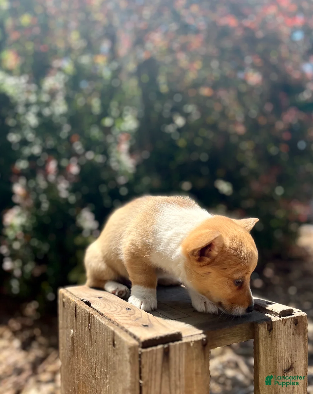 Welsh Corgi Pembroke dogs for sale: Lucy - Ad 2