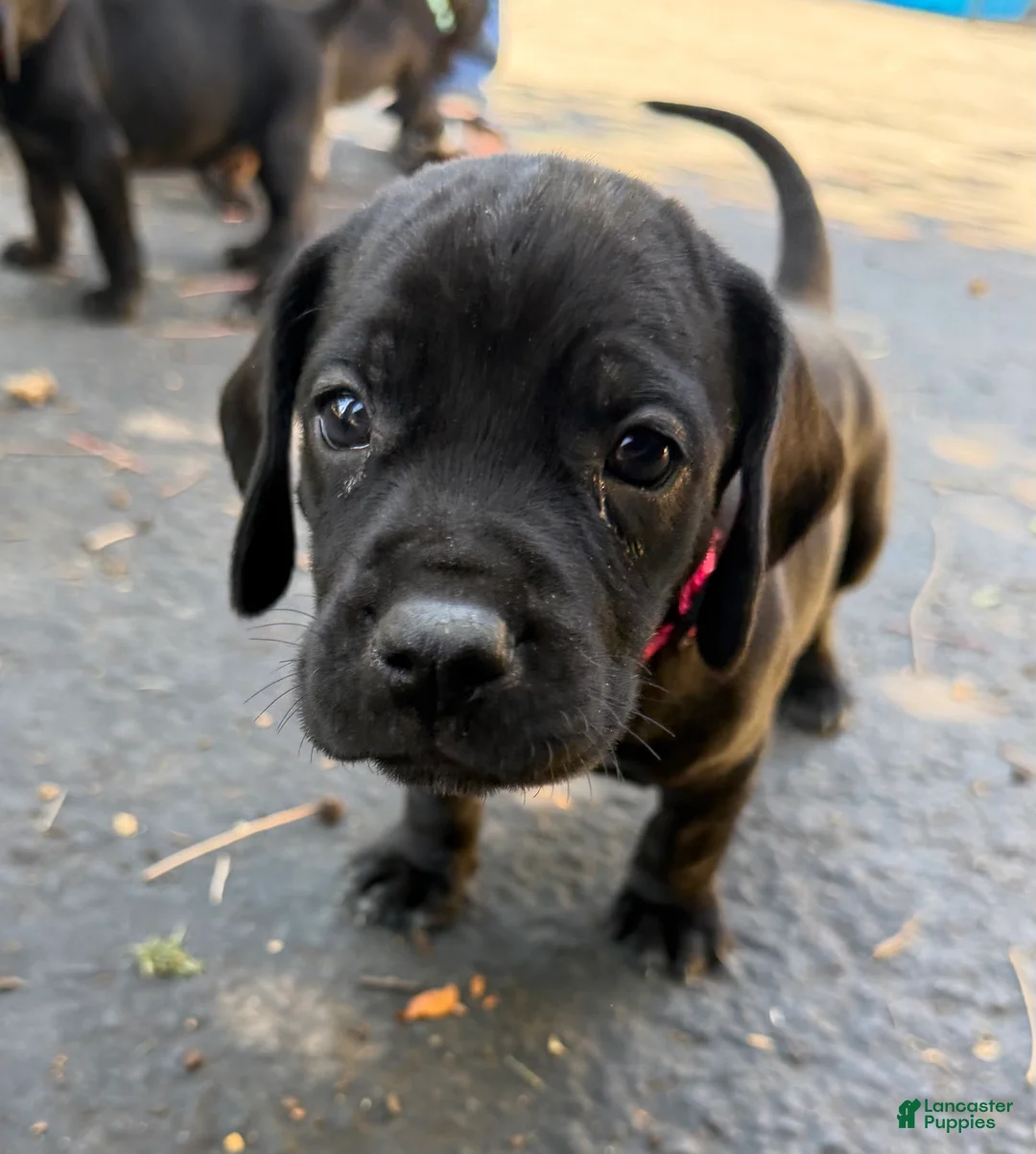 Mixed Breed dogs for sale: Pink - Ad 1