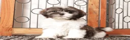 Shih Tzu dogs for sale: Kiwi - Ad 4