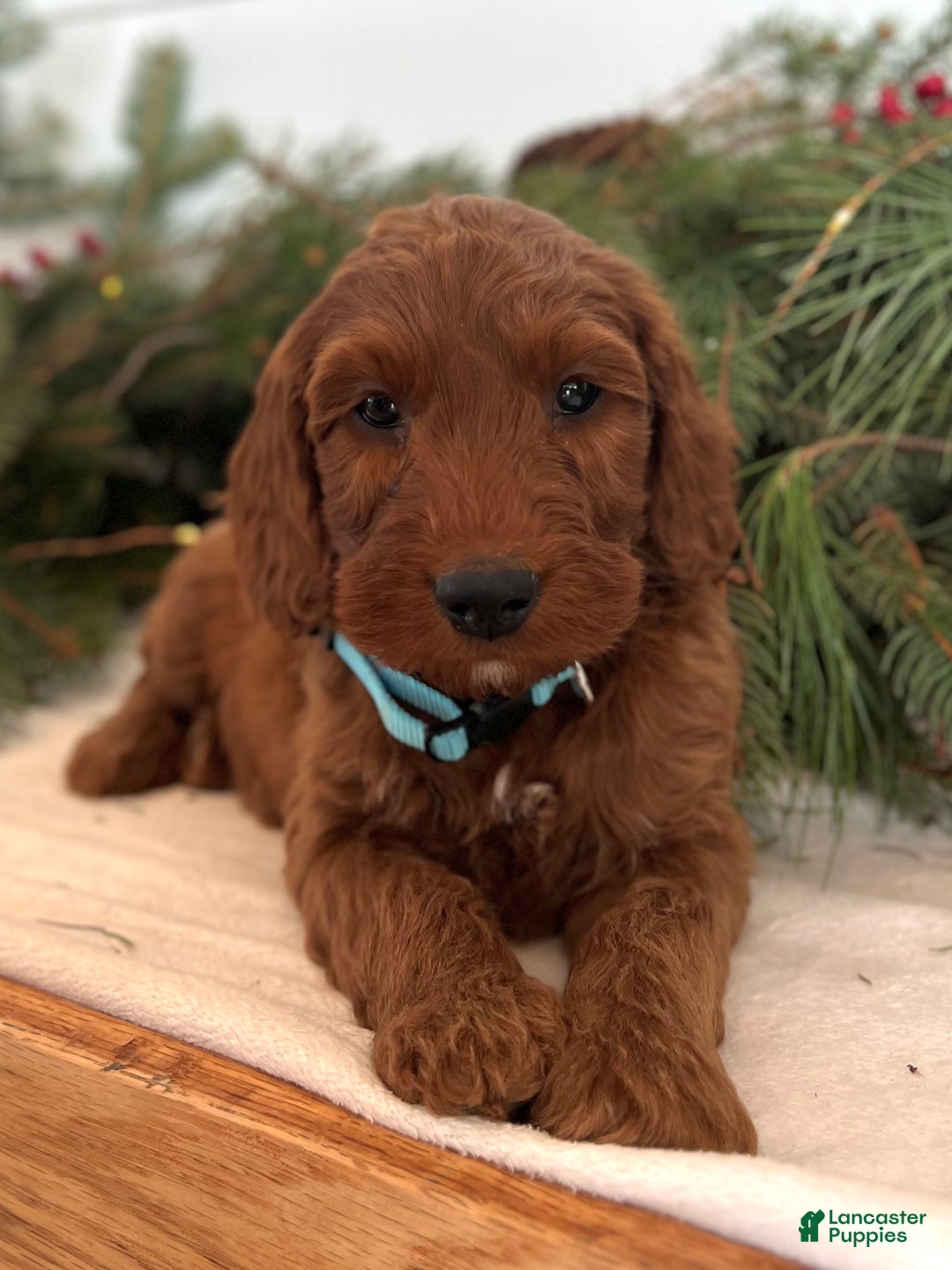 Irish Doodle dogs for sale: Garrett - Ad 9