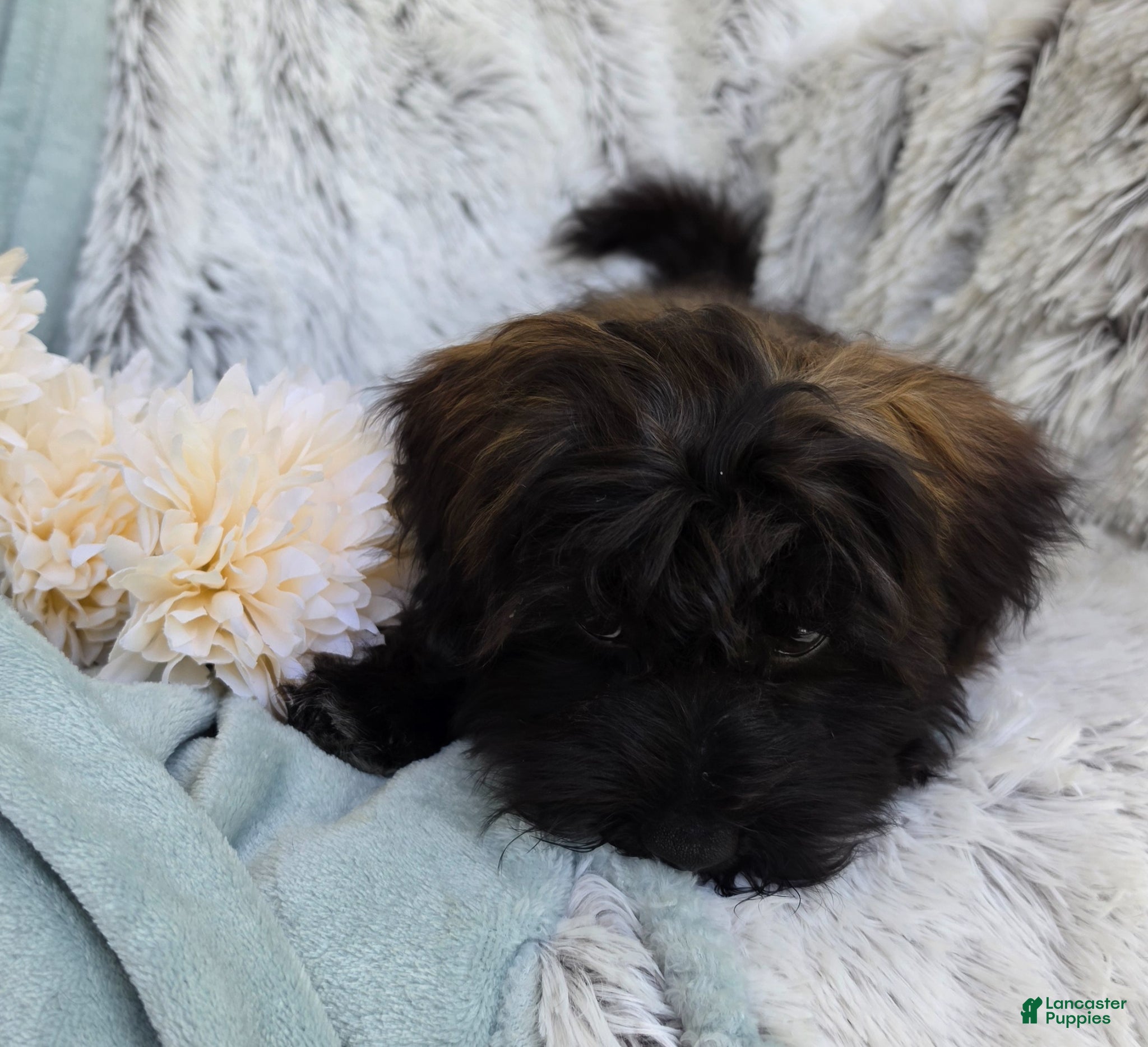 Shihpoo dogs Skyler - Ad 1