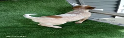 Australian Cattle Dog dogs for sale: Hank - Ad 3