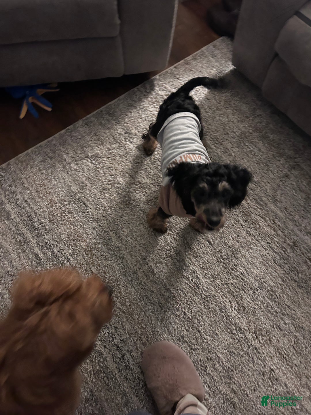 Cavapoo dogs for sale: AA - Ad 2