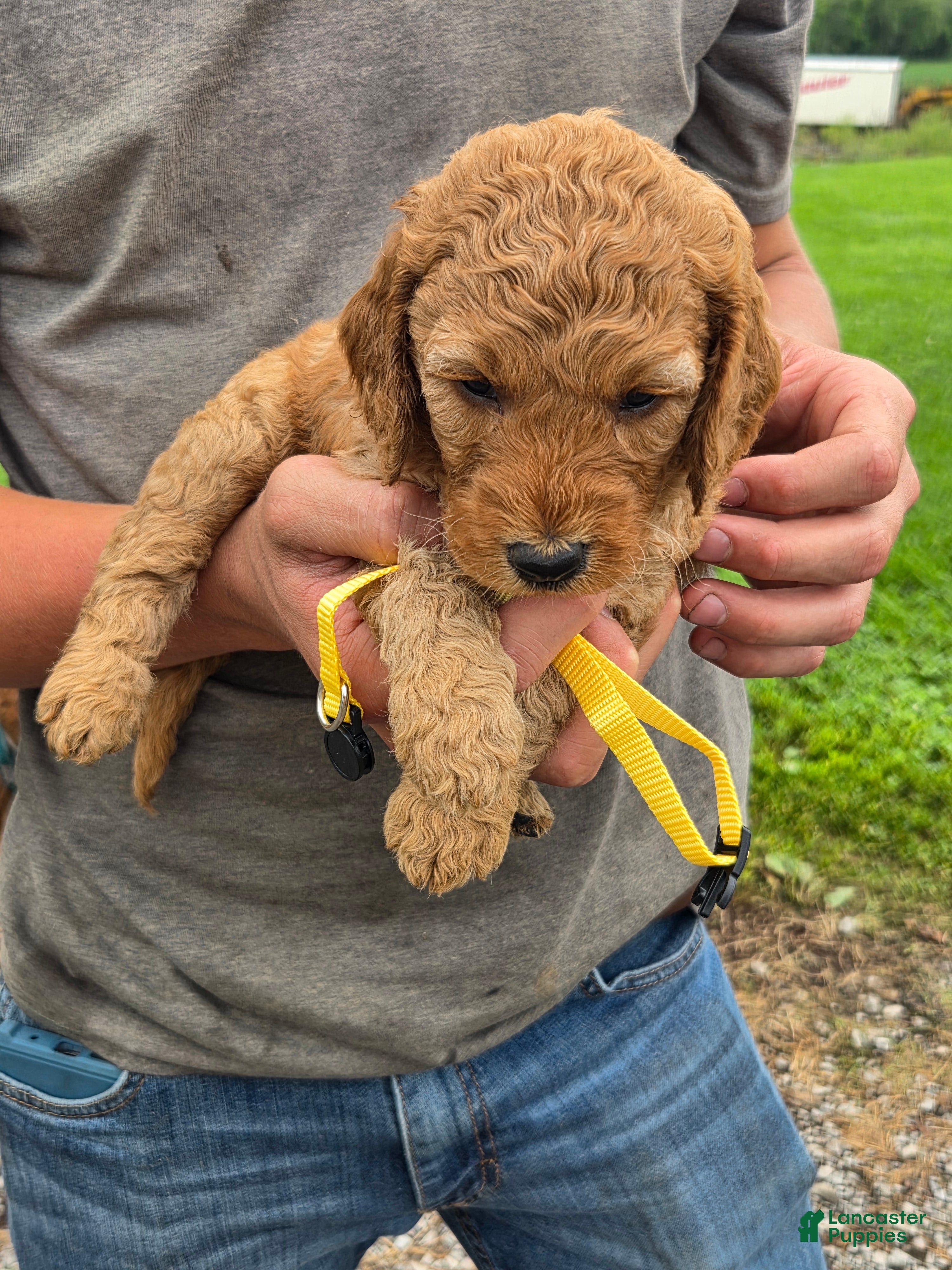 Mixed Breed dogs Mixed Breed 1  Yazi - Ad 14