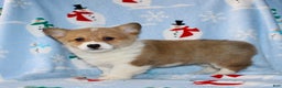 Welsh Corgi Pembroke dogs for sale: Ajax - Ad 4