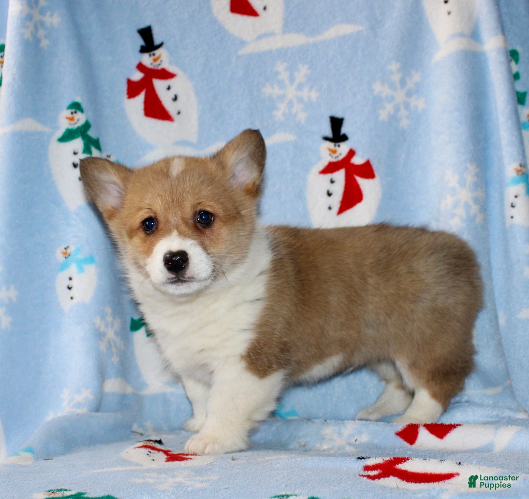 Welsh Corgi Pembroke dogs for sale: Ajax - Ad 4