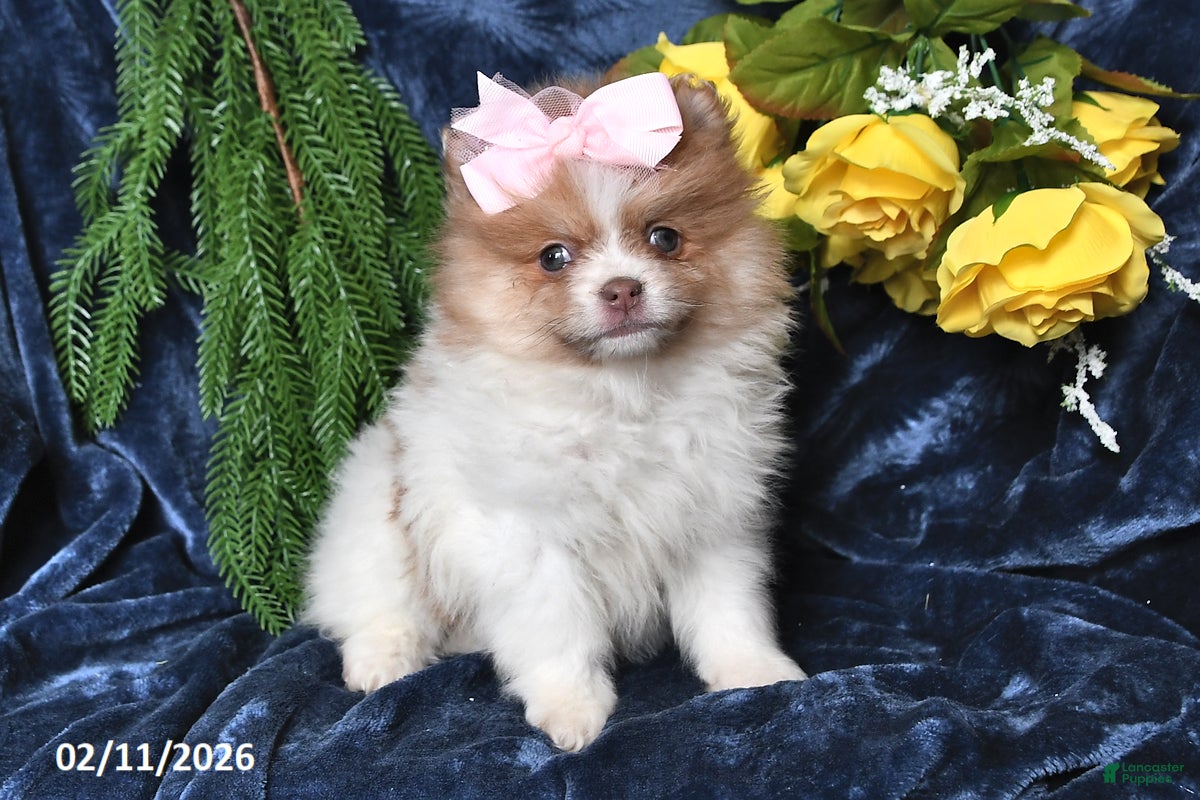 Pomeranian dogs Rose - Ad 21