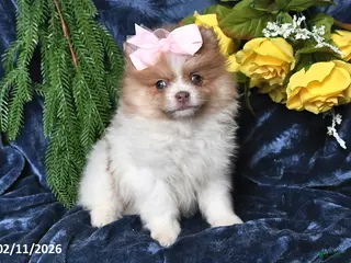 Pomeranian dogs Rose - Ad 21