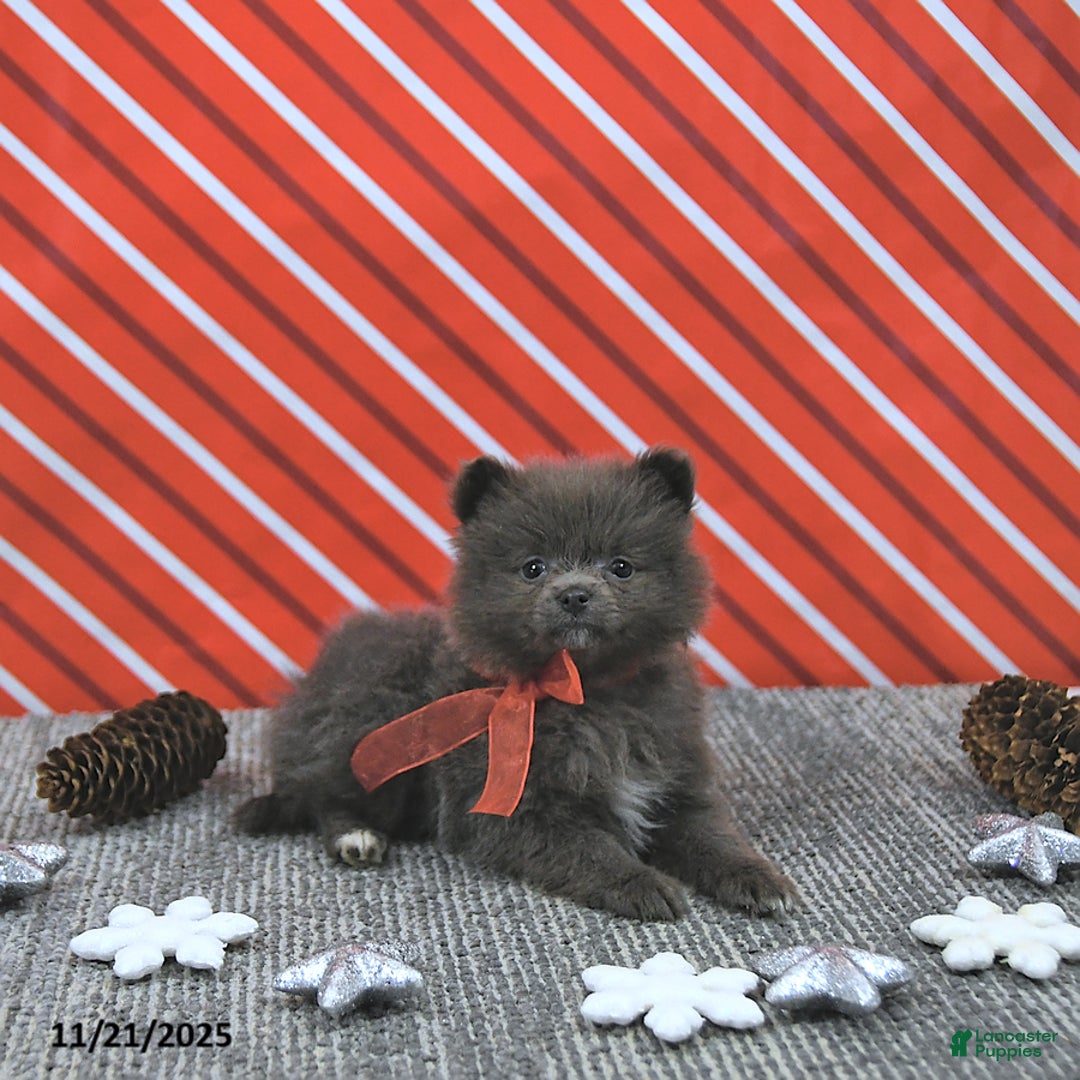 Pomeranian dogs for sale: Luci - Ad 7