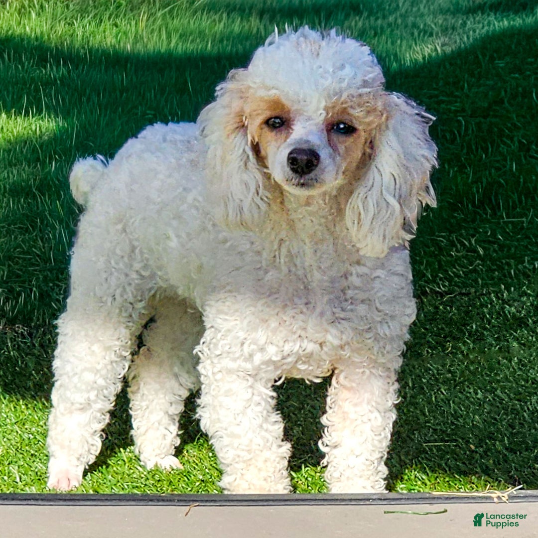 Standard Poodle dogs for sale: Prisca - Ad 1