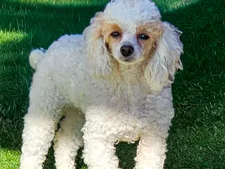Standard Poodle dogs Prisca - Ad 14