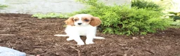 Cavapoo dogs for sale: April - Ad 5