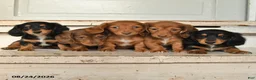 Miniature Dachshund dogs for sale: Lacy - Ad 5