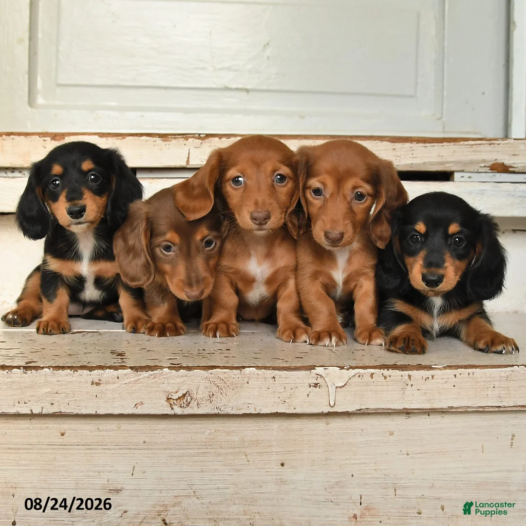 Miniature Dachshund dogs for sale: Lacy - Ad 5