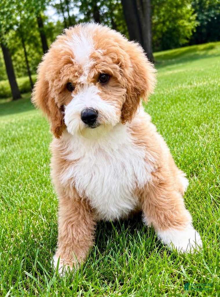 Mini Goldendoodle dogs Teddy Mini Goldendoodle F1B - Ad 2