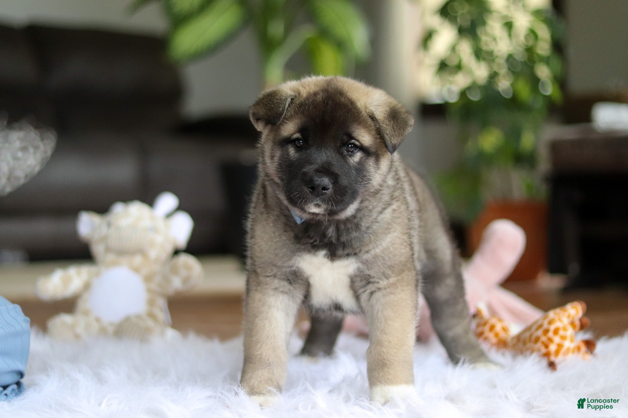 Akita dogs for sale: Ace - Ad 2