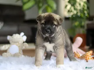 Akita dogs for sale: Ace - Ad 2