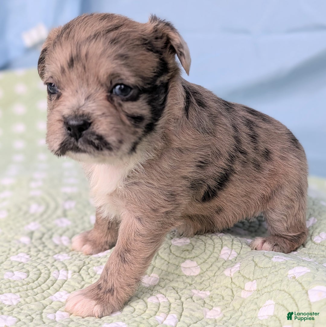 Mixed Breed dogs for sale: Princess - Ad 3