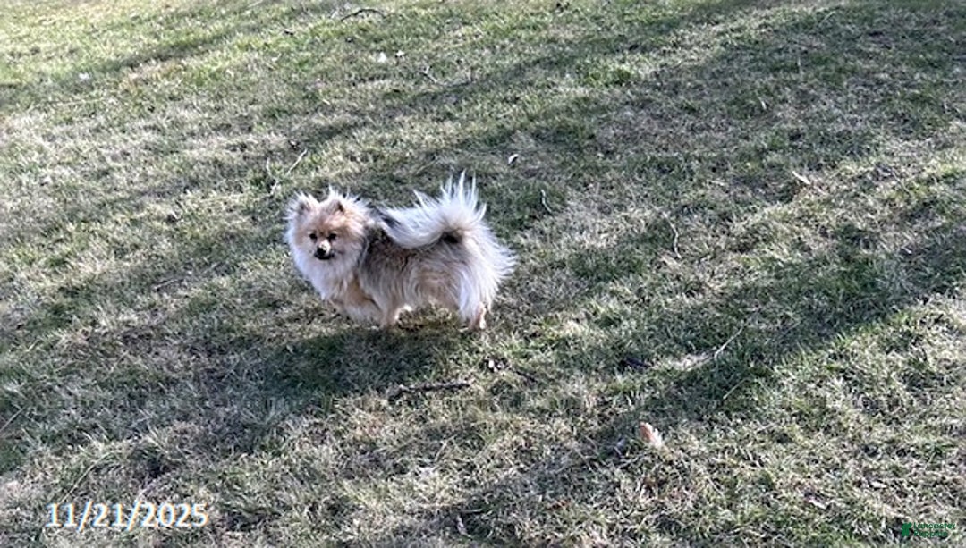 Pomapoo dogs for sale: Nora - Ad 4