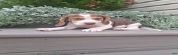 Beagle dogs for sale: HONEY - Ad 4