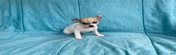 Chihuahua dogs for sale: Theodore - Ad 2