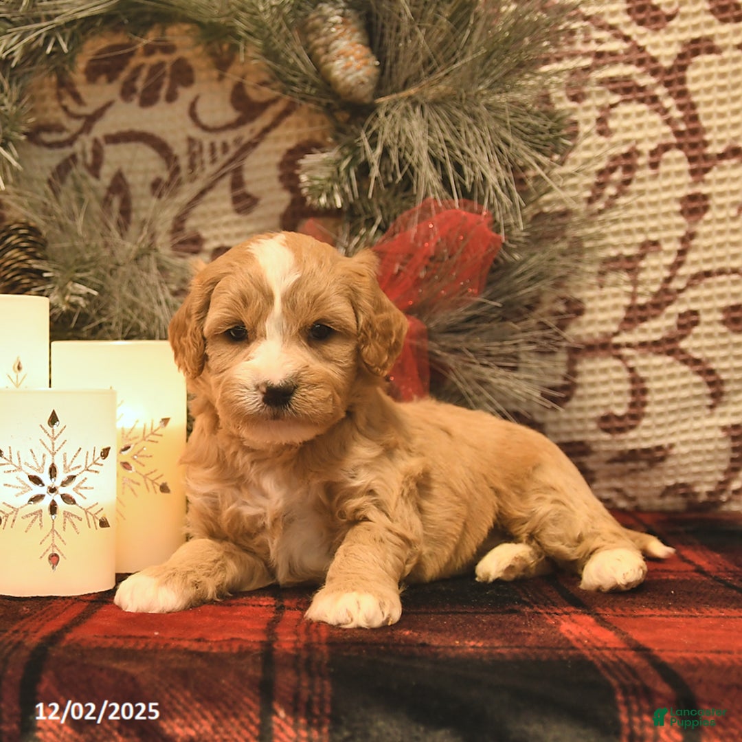 Cavachon dogs for sale: Ivy  - Ad 2